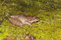 Wood Frog, Lithobates sylvaticus