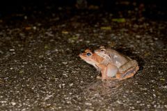 Wood Frog, Lithobates sylvaticus