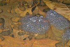 Wood Frog, Lithobates sylvaticus