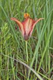 Wood Lily, Lilium philadelphicum