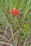Wood Lily, Lilium philadelphicum