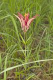 Wood Lily, Lilium philadelphicum
