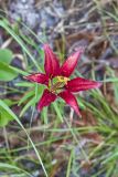 Wood Lily, Lilium philadelphicum