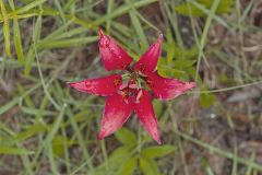 Wood Lily, Lilium philadelphicum
