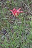 Wood Lily, Lilium philadelphicum