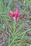 Wood Lily, Lilium philadelphicum