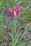 Wood Lily, Lilium philadelphicum