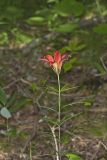 Wood Lily, Lilium philadelphicum