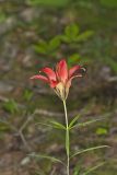 Wood Lily, Lilium philadelphicum