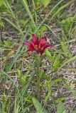 Wood Lily, Lilium philadelphicum