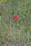 Wood Lily, Lilium philadelphicum