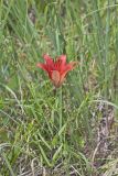Wood Lily, Lilium philadelphicum