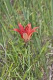 Wood Lily, Lilium philadelphicum