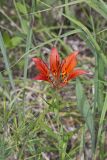 Wood Lily, Lilium philadelphicum