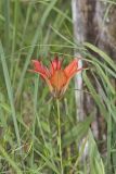 Wood Lily, Lilium philadelphicum