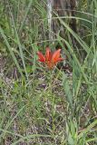 Wood Lily, Lilium philadelphicum