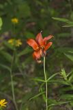 Wood Lily, Lilium philadelphicum