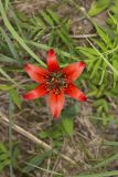 Wood Lily, Lilium philadelphicum