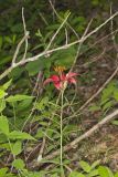 Wood Lily, Lilium philadelphicum