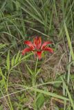 Wood Lily, Lilium philadelphicum