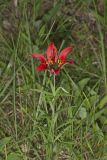 Wood Lily, Lilium philadelphicum