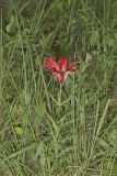 Wood Lily, Lilium philadelphicum