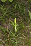 Wood Lily, Lilium philadelphicum