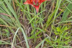 Wood Lily, Lilium philadelphicum Wood Lily, Lilium philadelphicum