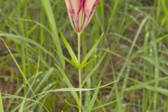 Wood Lily, Lilium philadelphicum Wood Lily, Lilium philadelphicum