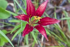 Wood Lily, Lilium philadelphicum