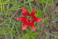 Wood Lily, Lilium philadelphicum Wood Lily, Lilium philadelphicum