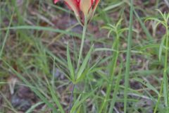 Wood Lily, Lilium philadelphicum Wood Lily, Lilium philadelphicum