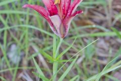 Wood Lily, Lilium philadelphicum Wood Lily, Lilium philadelphicum