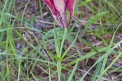 Wood Lily, Lilium philadelphicum Wood Lily, Lilium philadelphicum