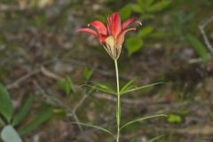 Wood Lily, Lilium philadelphicum Wood Lily, Lilium philadelphicum