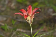 Wood Lily, Lilium philadelphicum Wood Lily, Lilium philadelphicum