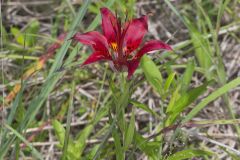 Wood Lily, Lilium philadelphicum Wood Lily, Lilium philadelphicum