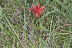 Wood Lily, Lilium philadelphicum