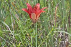 Wood Lily, Lilium philadelphicum