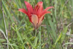 Wood Lily, Lilium philadelphicum