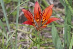 Wood Lily, Lilium philadelphicum Wood Lily, Lilium philadelphicum