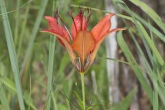 Wood Lily, Lilium philadelphicum Wood Lily, Lilium philadelphicum