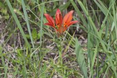 Wood Lily, Lilium philadelphicum Wood Lily, Lilium philadelphicum