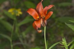 Wood Lily, Lilium philadelphicum Wood Lily, Lilium philadelphicum