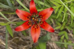 Wood Lily, Lilium philadelphicum Wood Lily, Lilium philadelphicum