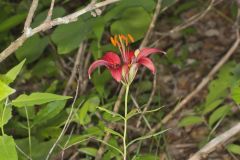 Wood Lily, Lilium philadelphicum Wood Lily, Lilium philadelphicum