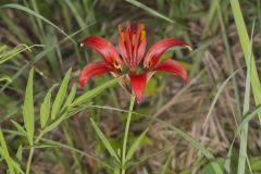 Wood Lily, Lilium philadelphicum Wood Lily, Lilium philadelphicum