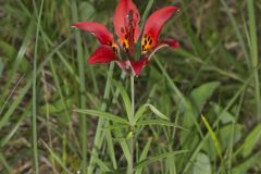 Wood Lily, Lilium philadelphicum Wood Lily, Lilium philadelphicum