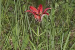 Wood Lily, Lilium philadelphicum