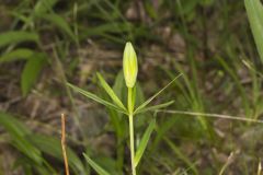Wood Lily, Lilium philadelphicum Wood Lily, Lilium philadelphicum